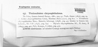 Niorma chrysophthalma image